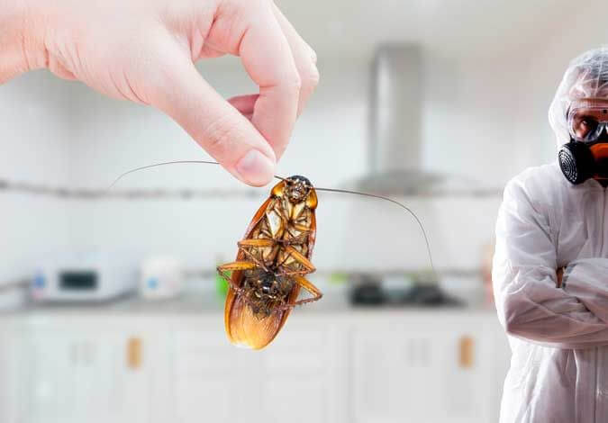 Cockroaches control Treatment services in delhi