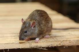 Rodents Treatment services in delhi