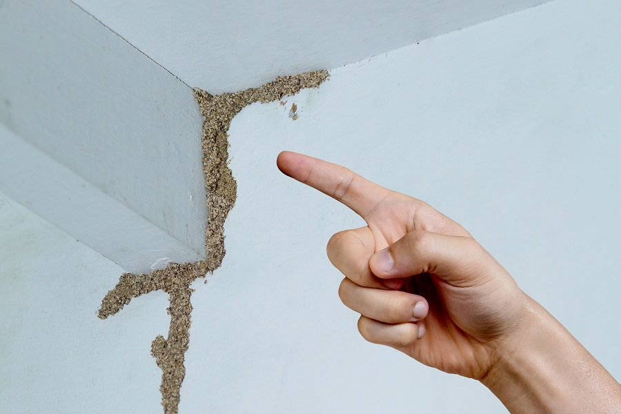 Termite Treatment services in delhi